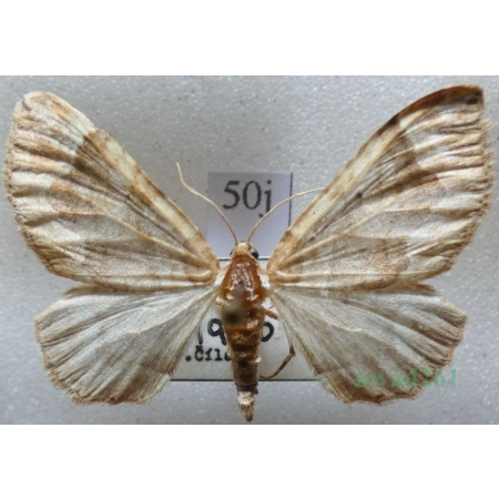 Pelurga comitata (Linnaeus, 1758) Paśnik maczyniak Czech50j